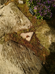 Curetis acuta paracuta