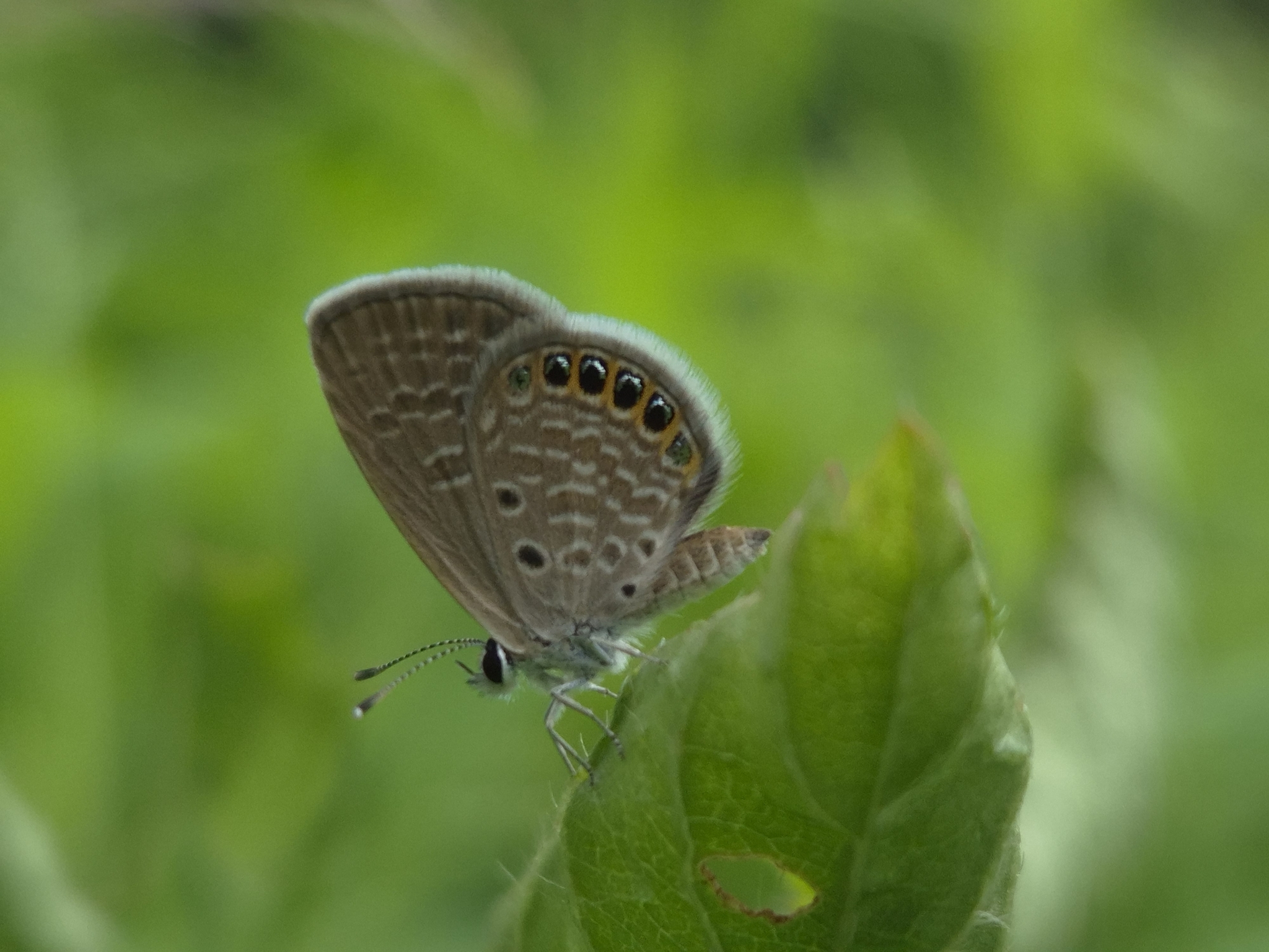 Black-Spotted Grass Jewel
