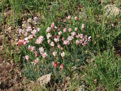 Rhodanthemum catananche, photograph (c) Joey Bom, some rights reserved (CC BY)