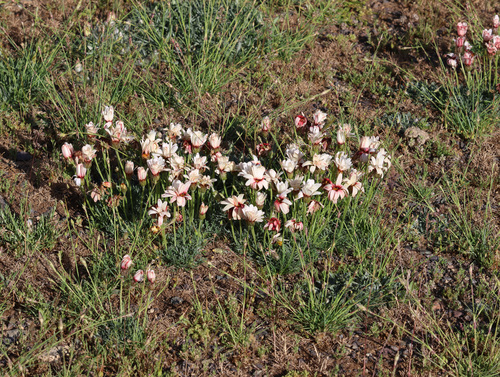 Rhodanthemum catananche, photograph 2