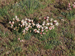 Rhodanthemum catananche, photograph (c) Joey Bom, some rights reserved (CC BY)