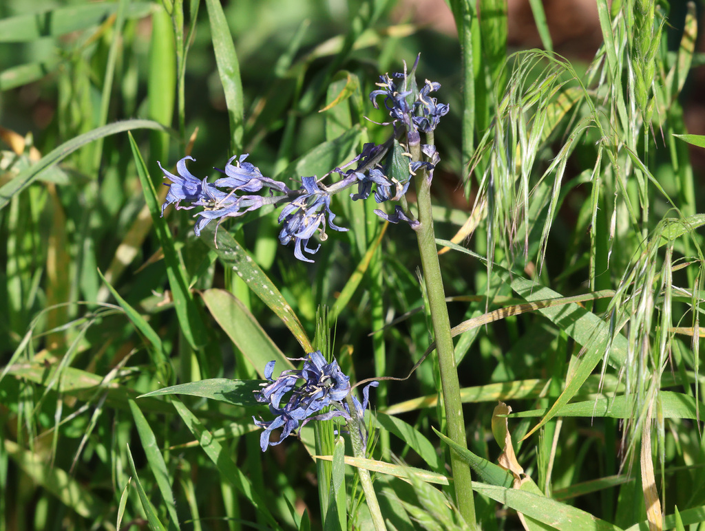 Hyacinthoides cedretorum (Hyacinthoides cedretorum)