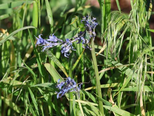 Hyacinthoides cedretorum (Hyacinthoides cedretorum)