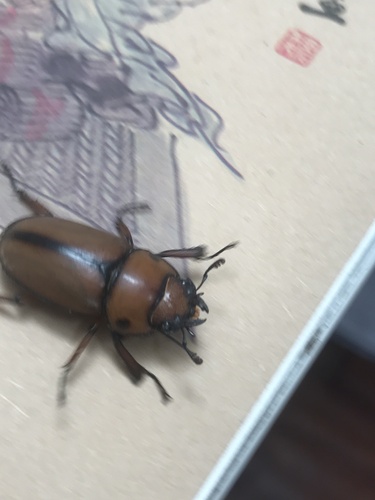 Prosopocoilus astacoides blanchardi