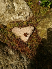 Curetis acuta paracuta