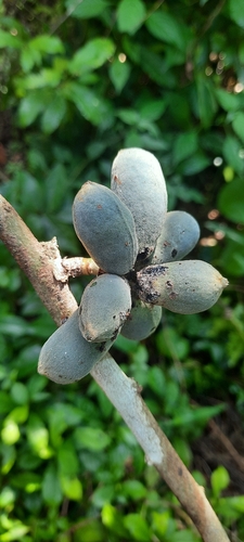 Uvariodendron kirkii