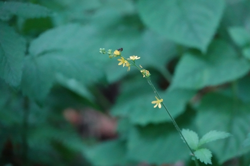 Agrimonia coreana iNat (1)