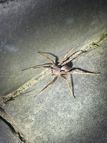Dolomedes nigrimaculatus