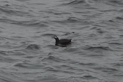 Spectacled Guillemot (Cepphus carbo)