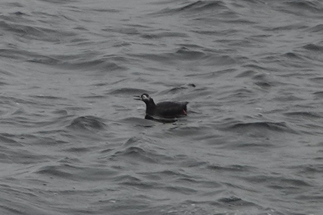 Spectacled Guillemot illustration