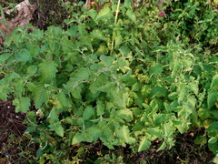 Mesosphaerum suaveolens