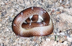 Lycodon anamallensis