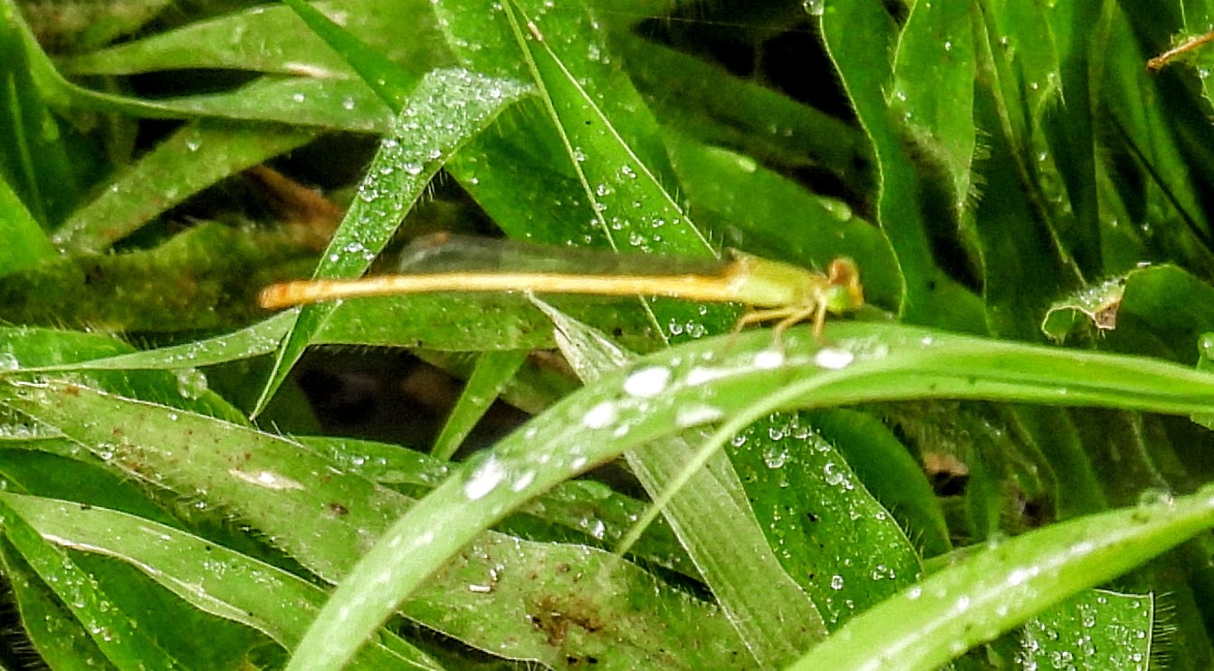 Coromandel Marsh Dart