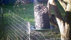 Coccothraustes vespertinus brooksi