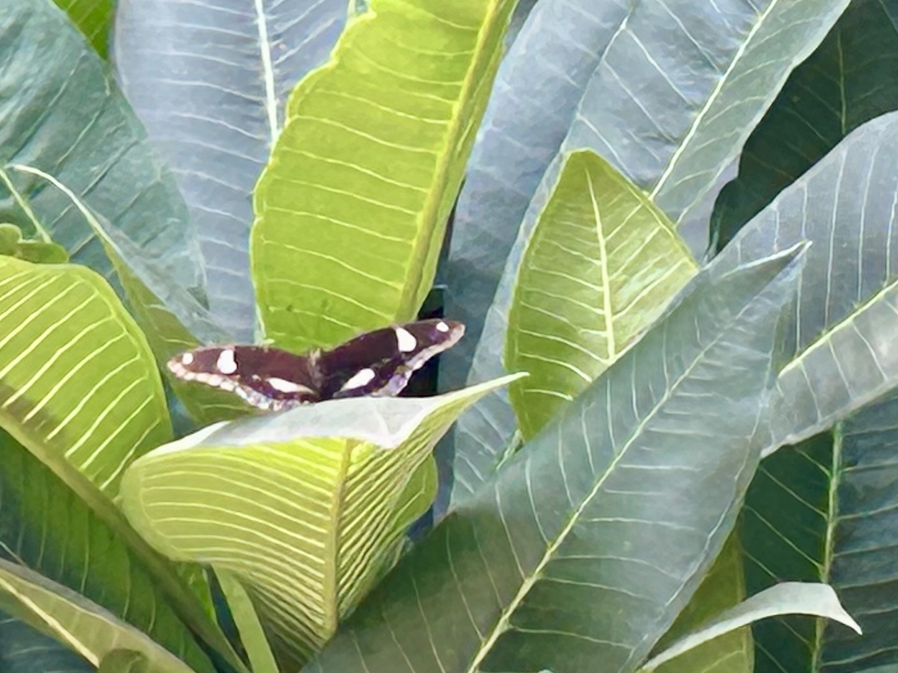 Great Eggfly