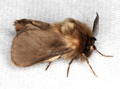 Lomera lurida