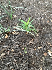 Yucca rupicola