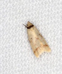 Heteroteucha anthodora