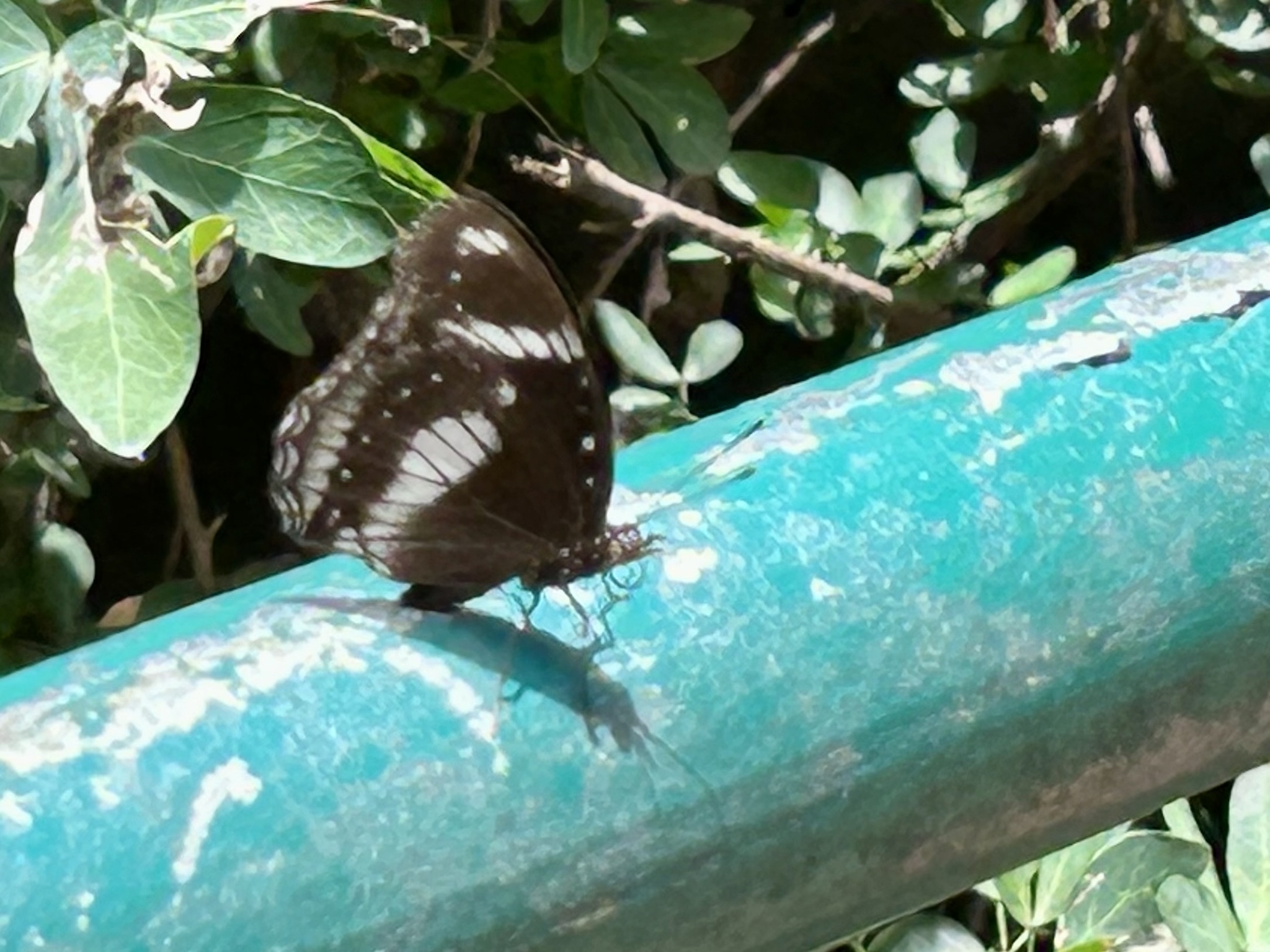 Great Eggfly