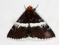 Buzara frontinus