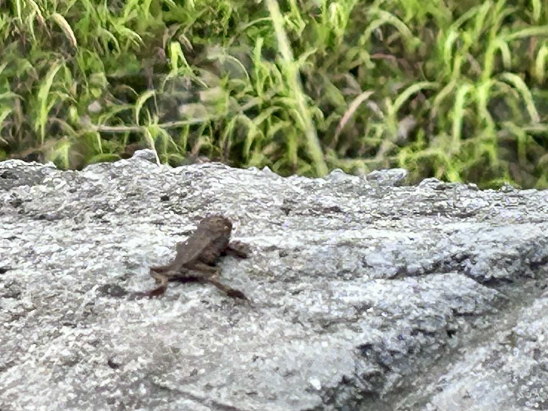 Indian Common True Toad
