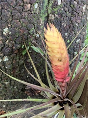 Tillandsia jaliscomonticola