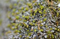 Bilimbia sabuletorum