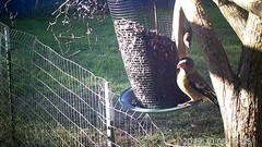 Coccothraustes vespertinus brooksi