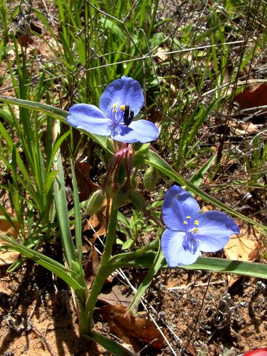 Edwards Plateau spiderwort (Tradescantia pedicellata)
