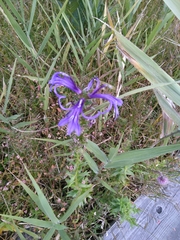 Lobelia sessilifolia