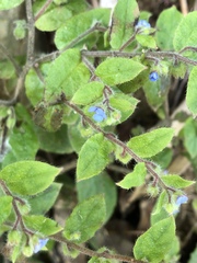 Thyrocarpus sampsonii