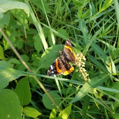 Vanessa atalanta