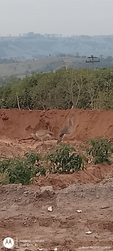 Red-legged Seriema