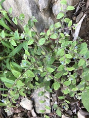 Thyrocarpus sampsonii