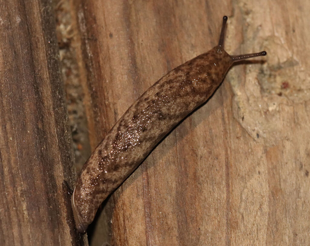 Ozark mantleslug