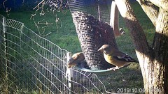 Coccothraustes vespertinus brooksi