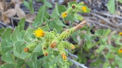 Hazardia squarrosa grindelioides