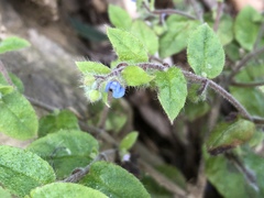 Thyrocarpus sampsonii