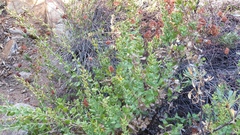 Hazardia squarrosa grindelioides