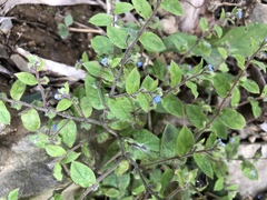 Thyrocarpus sampsonii