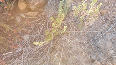 Hazardia squarrosa grindelioides