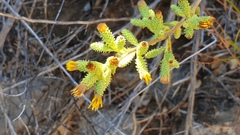 Hazardia squarrosa grindelioides