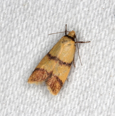 Heteroteucha translatella