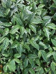 Elatostema cyrtandrifolium