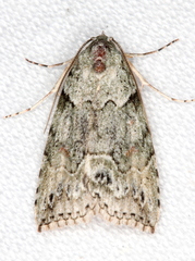 Calathusa basicunea