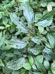 Elatostema cyrtandrifolium