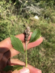 Neolasioptera lathami