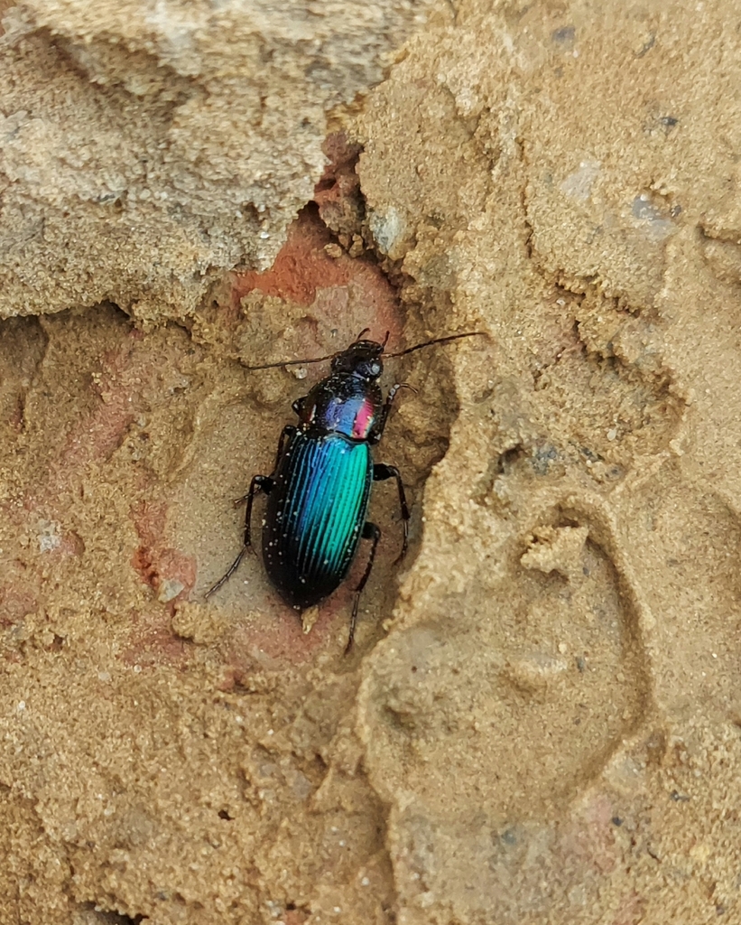 Chlaenius pretiosus