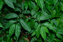 Elatostema cyrtandrifolium