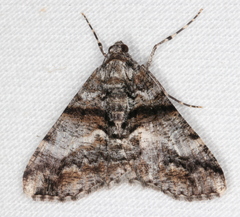 Gastrinodes argoplaca